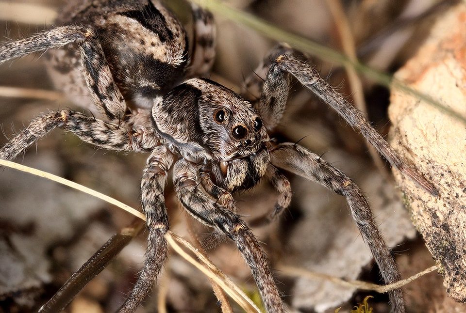 Everything You Need To Know About Wolf Spiders