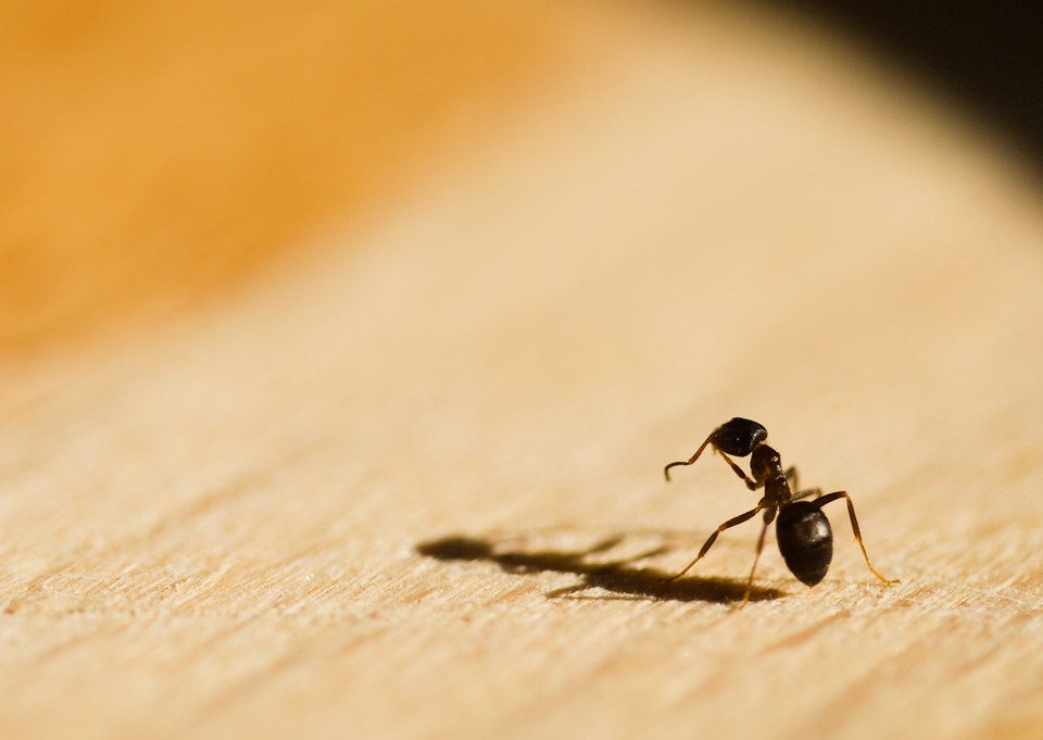 How To Keep Ants Away