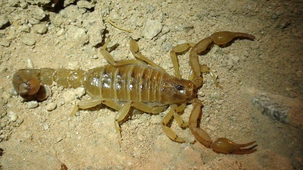 science scorpion control