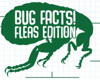 bug facts flea addition