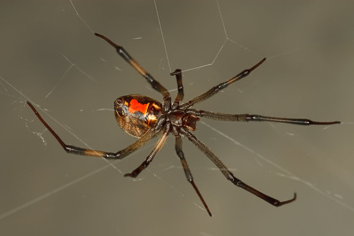 Brown Widow Spider Bulwark