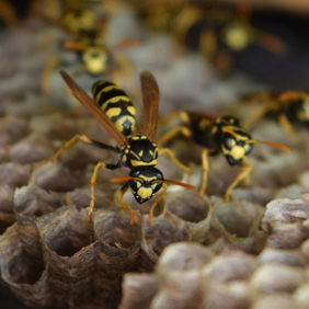 Wasps Top Most Common
