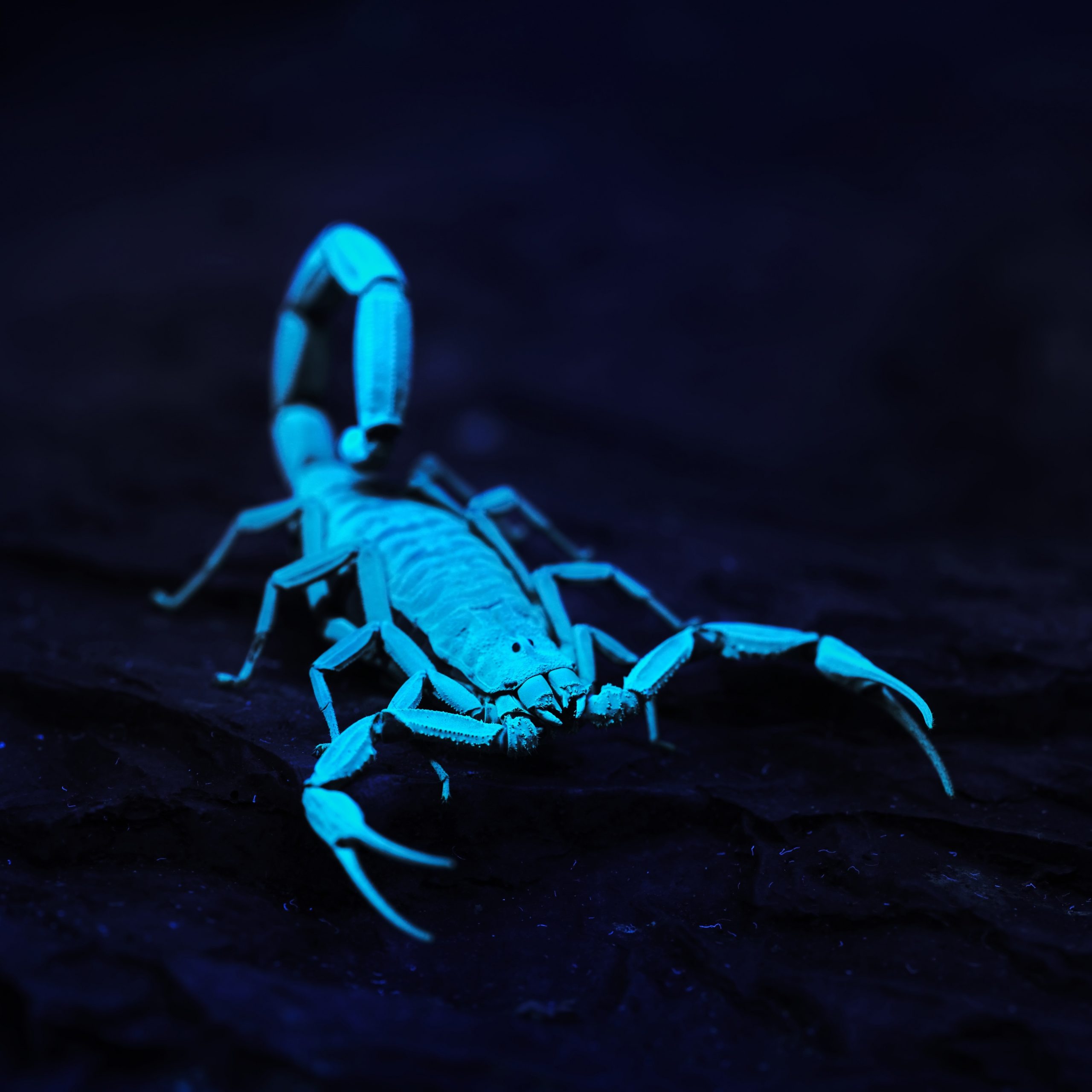 Scorpion 306431851 Scaled