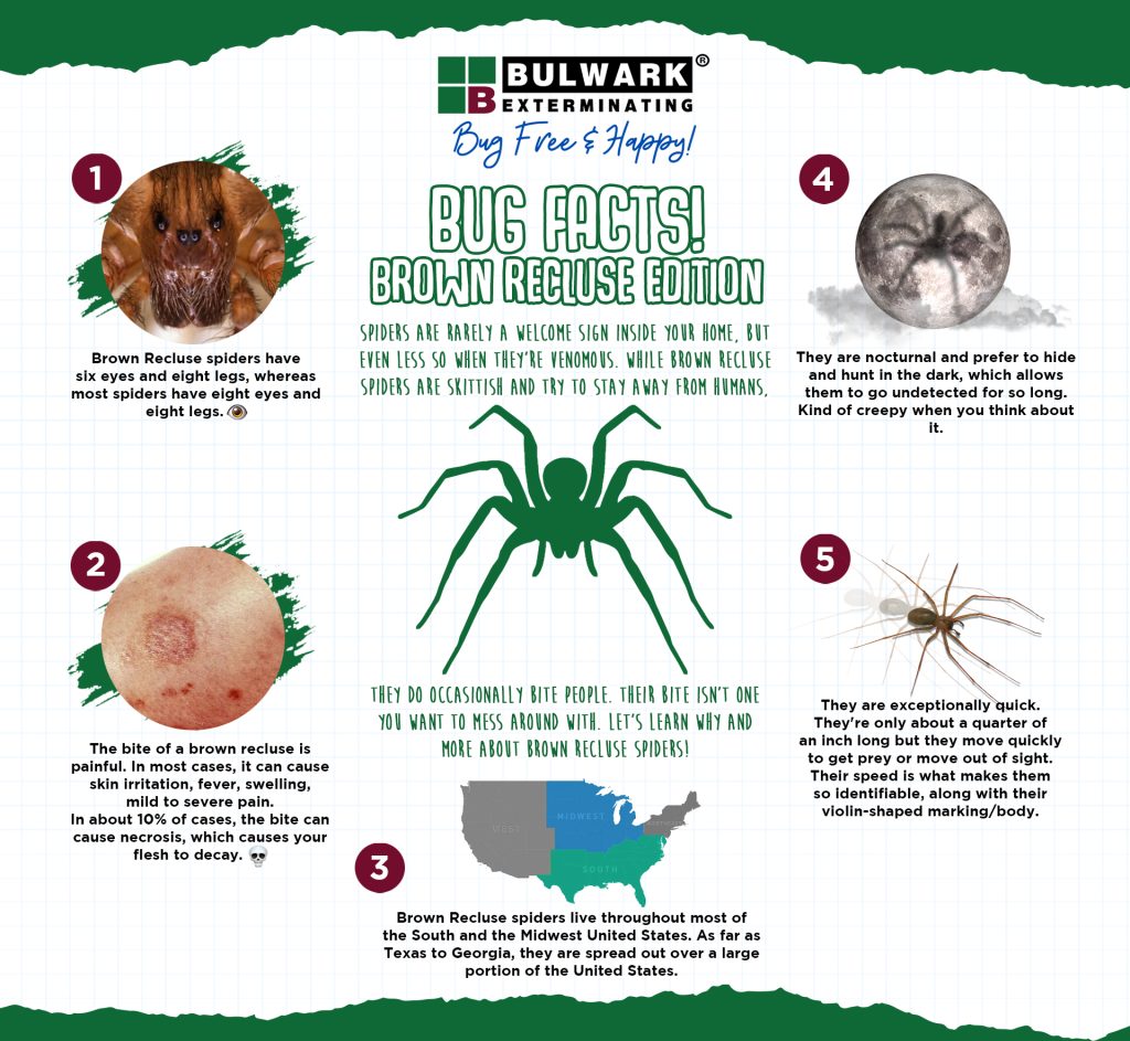 Brown Recluse Infographic 2