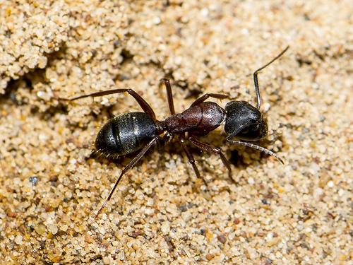 Borax To Control Ants