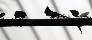 How Strong Are Ants?